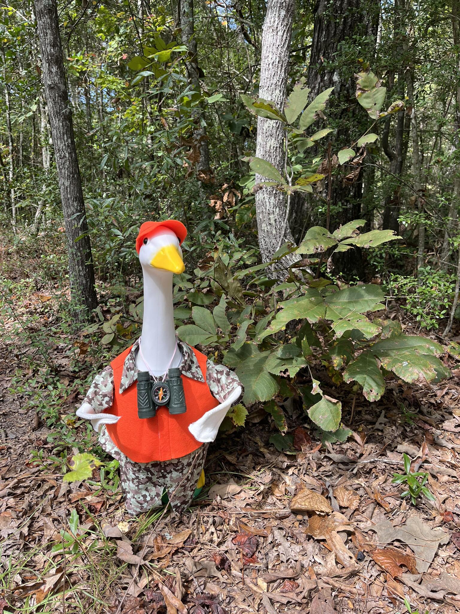 The Porch Goose Club of America | Lucy and I have been walking in the ...