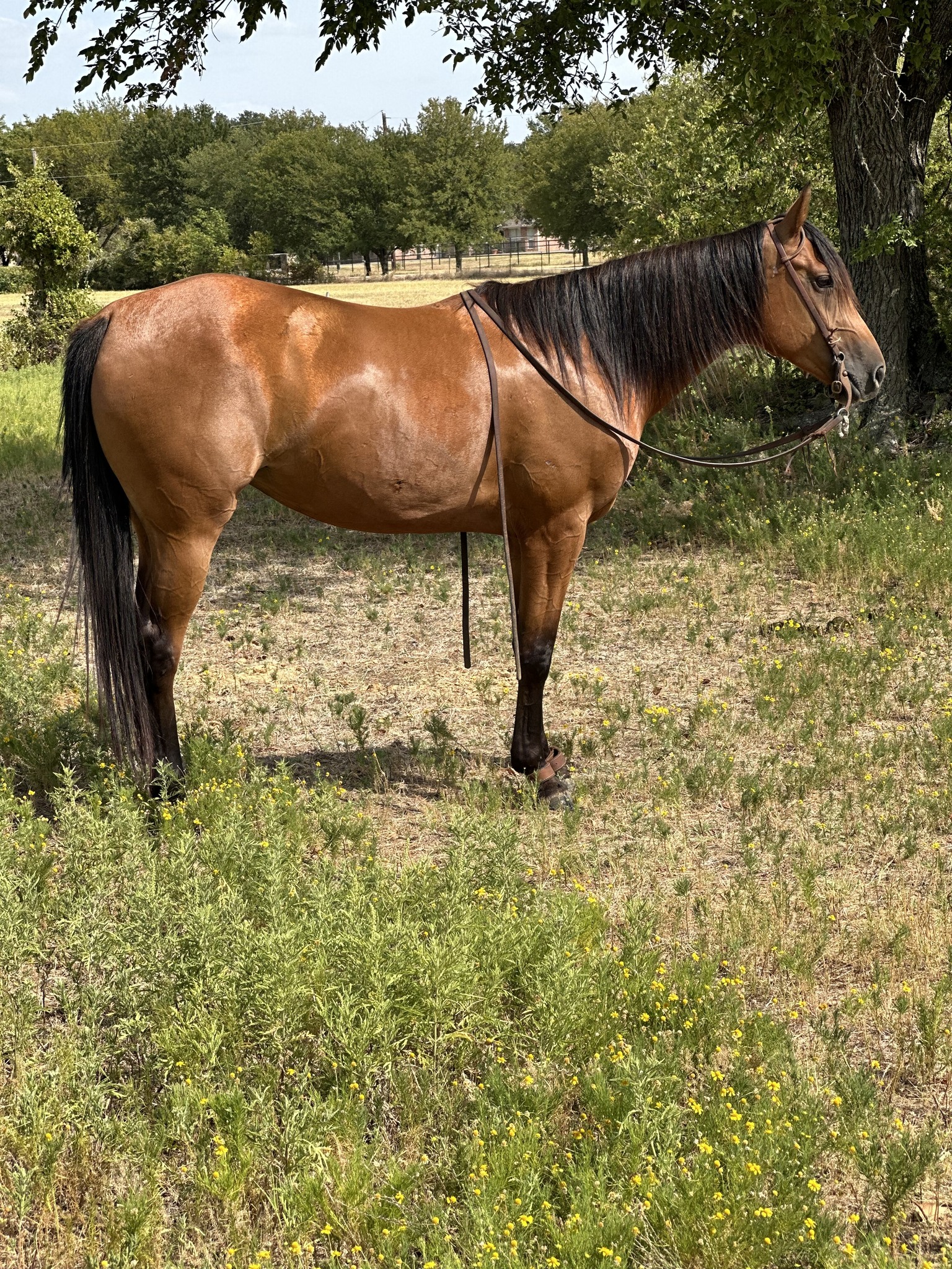 Lobos Horse Ranch & Stables | Mansfield TX