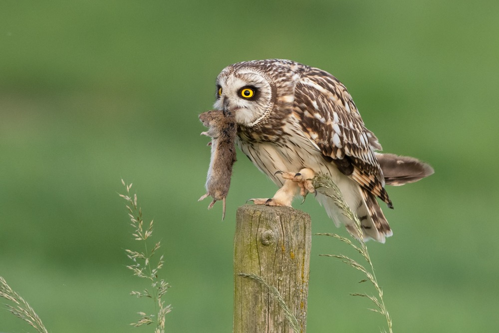 Arné Roest Natuurfotografie... - Arné Roest Natuurfotografie