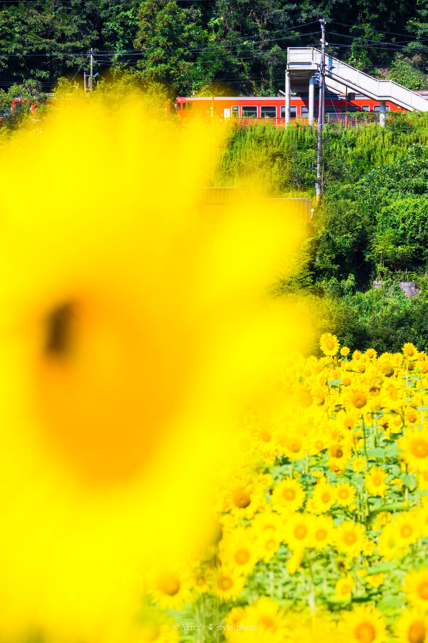 夏定番の津山線風景。 Nikon Z50Ⅱ NIKKOR Z DX50-250mmF4.5-6.3VR