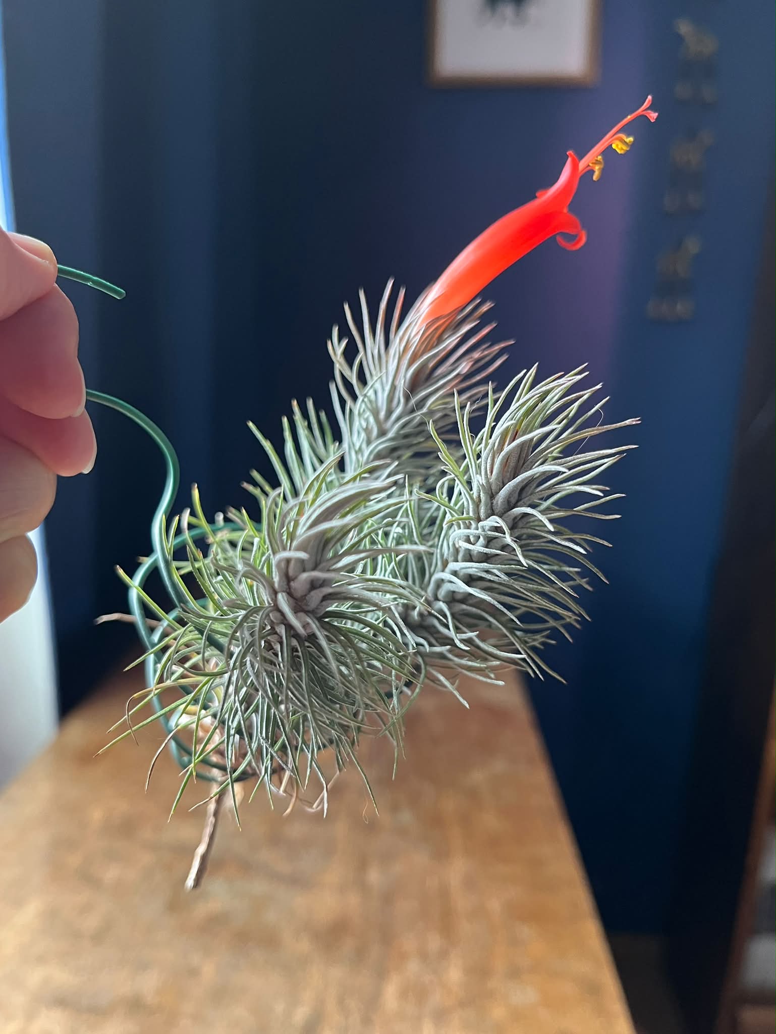Discovering Tillandsia Domingo's Funckiana air plant