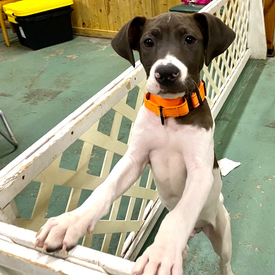 Meet Ravioli and... - Project Hope Animal Rescue Foundation