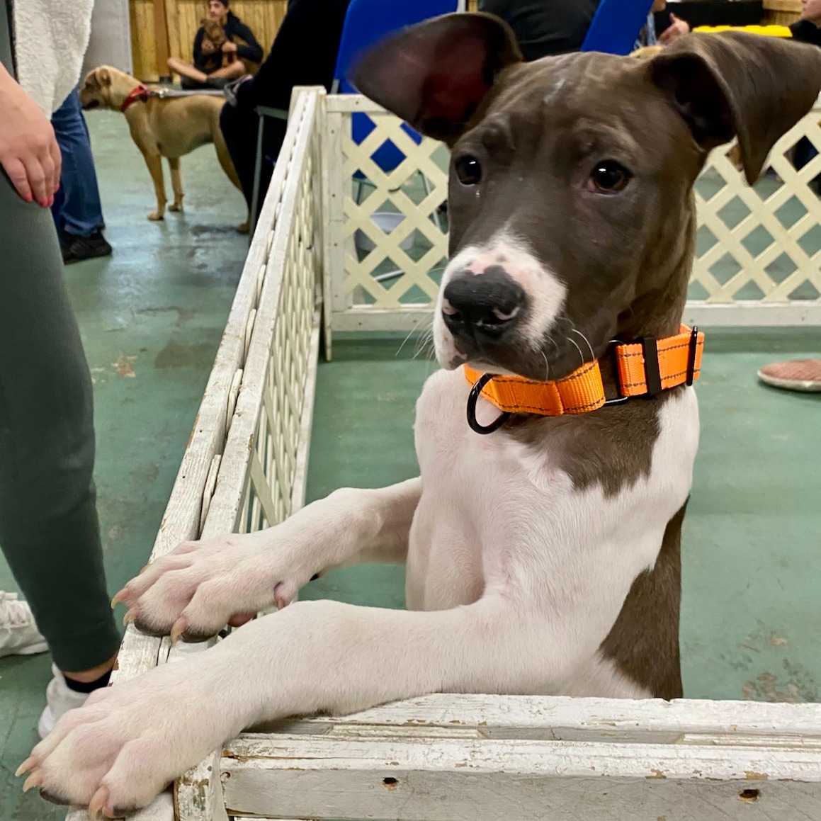 Meet Ravioli and... - Project Hope Animal Rescue Foundation