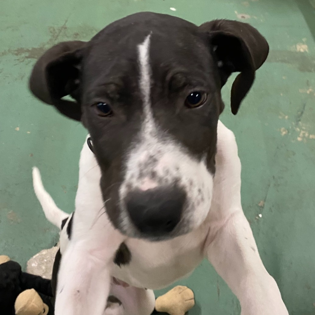 Meet Ravioli and... - Project Hope Animal Rescue Foundation