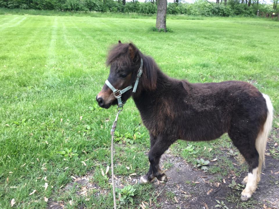 Roozer Brewz - A mini with a Heart larger than himself.