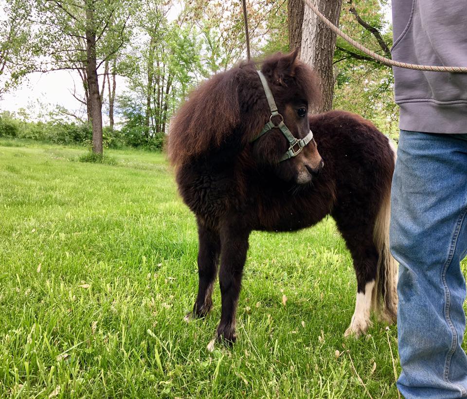 Roozer Brewz - A mini with a Heart larger than himself.