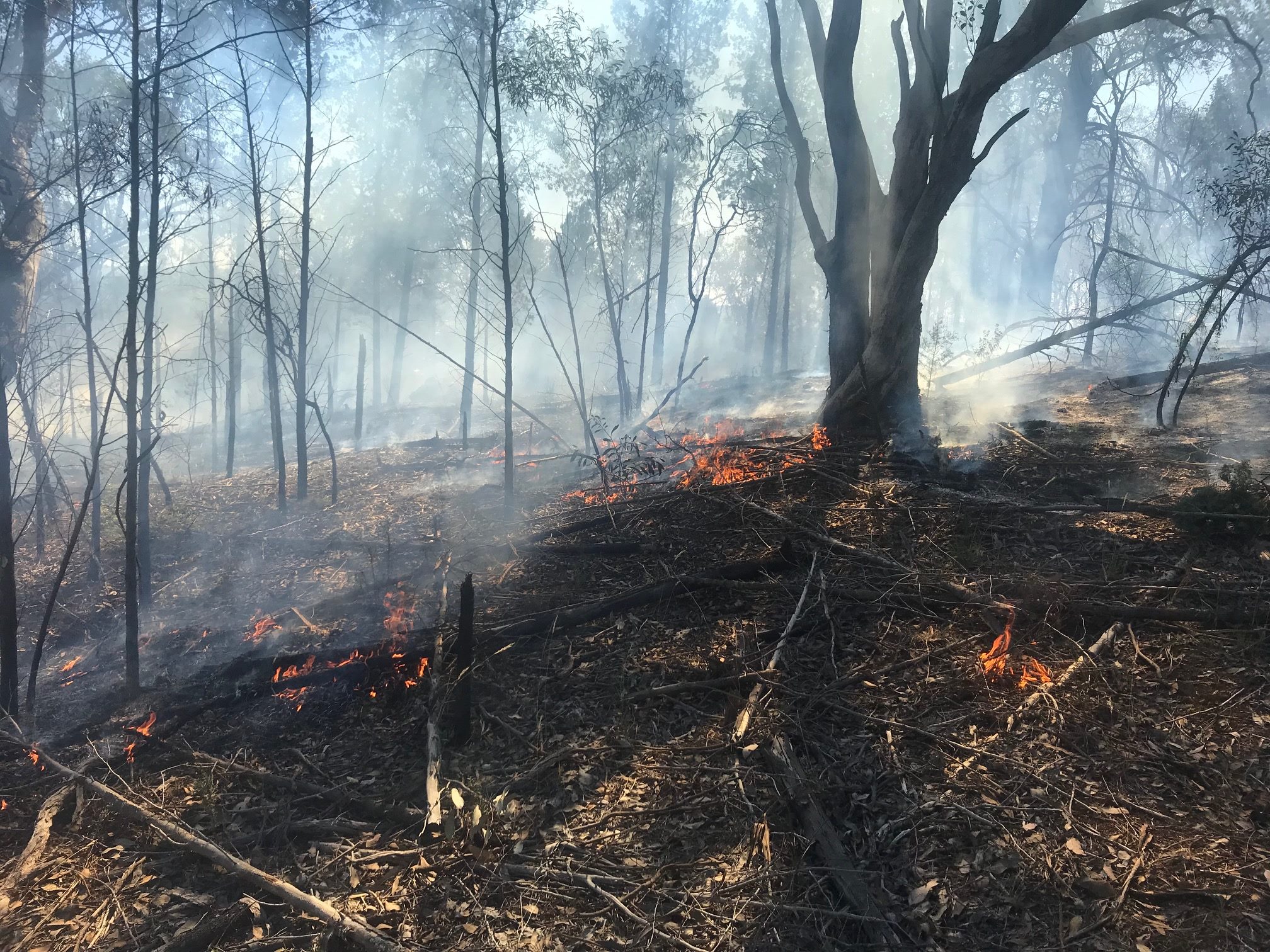 Members of the NSW RFS and Fire... - NSW RFS - Riverina Zone