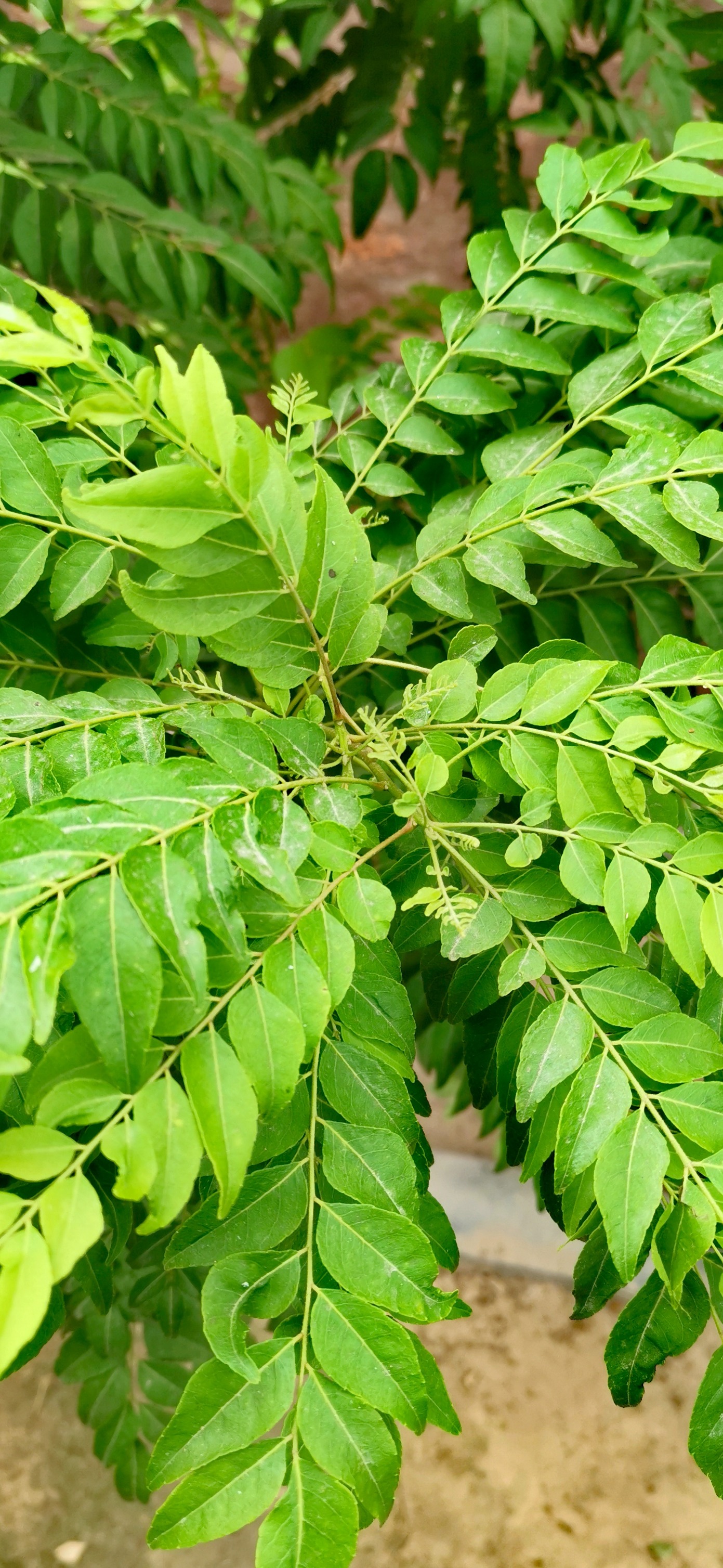Grow Green PK | کڑی پتا صرف کڑی کیلئے مخصوص نہیں بلکہ متعدد کھانوں اور ...