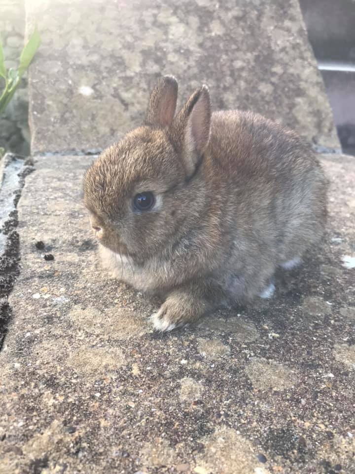 5... - The Nethy Shed - Netherland Dwarf Rabbits Cornwall.