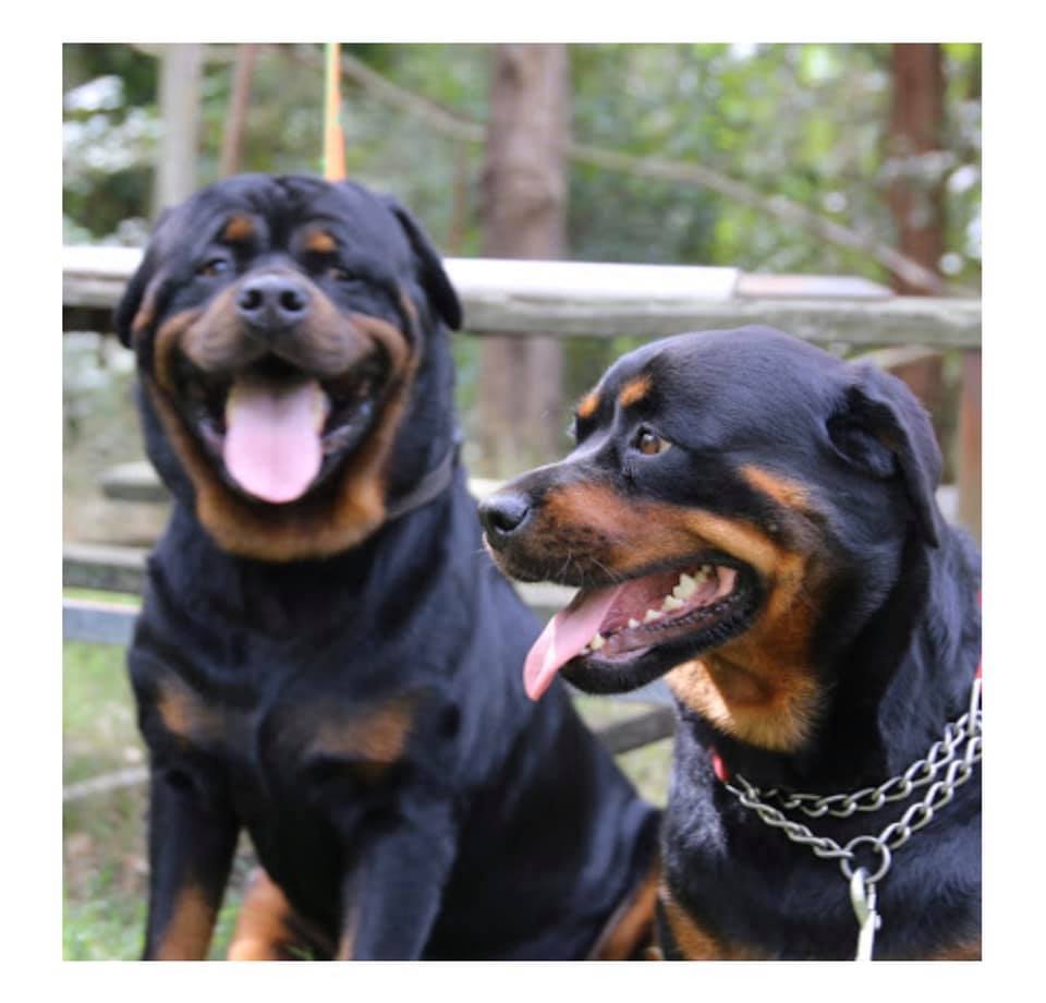 ValleyBob Rottweilers