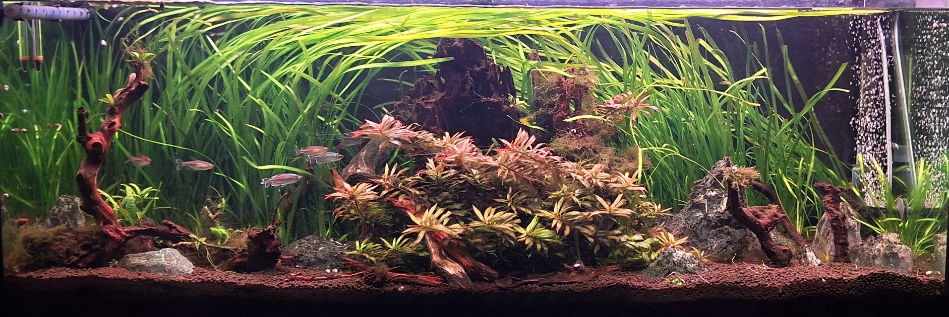 6 Bunches Italian Vals Plants - Easy Live Aquarium Plants For Freshwater Tank Aquascaping