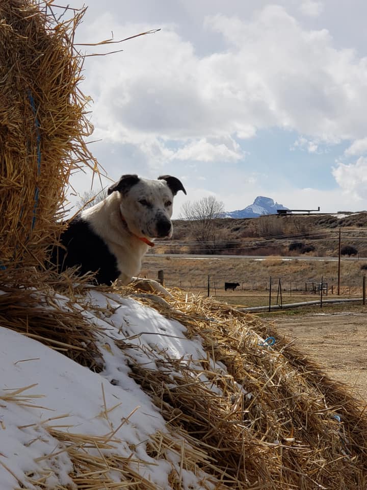 Bridges Rocking B Ranch Kennels | White Oak TX