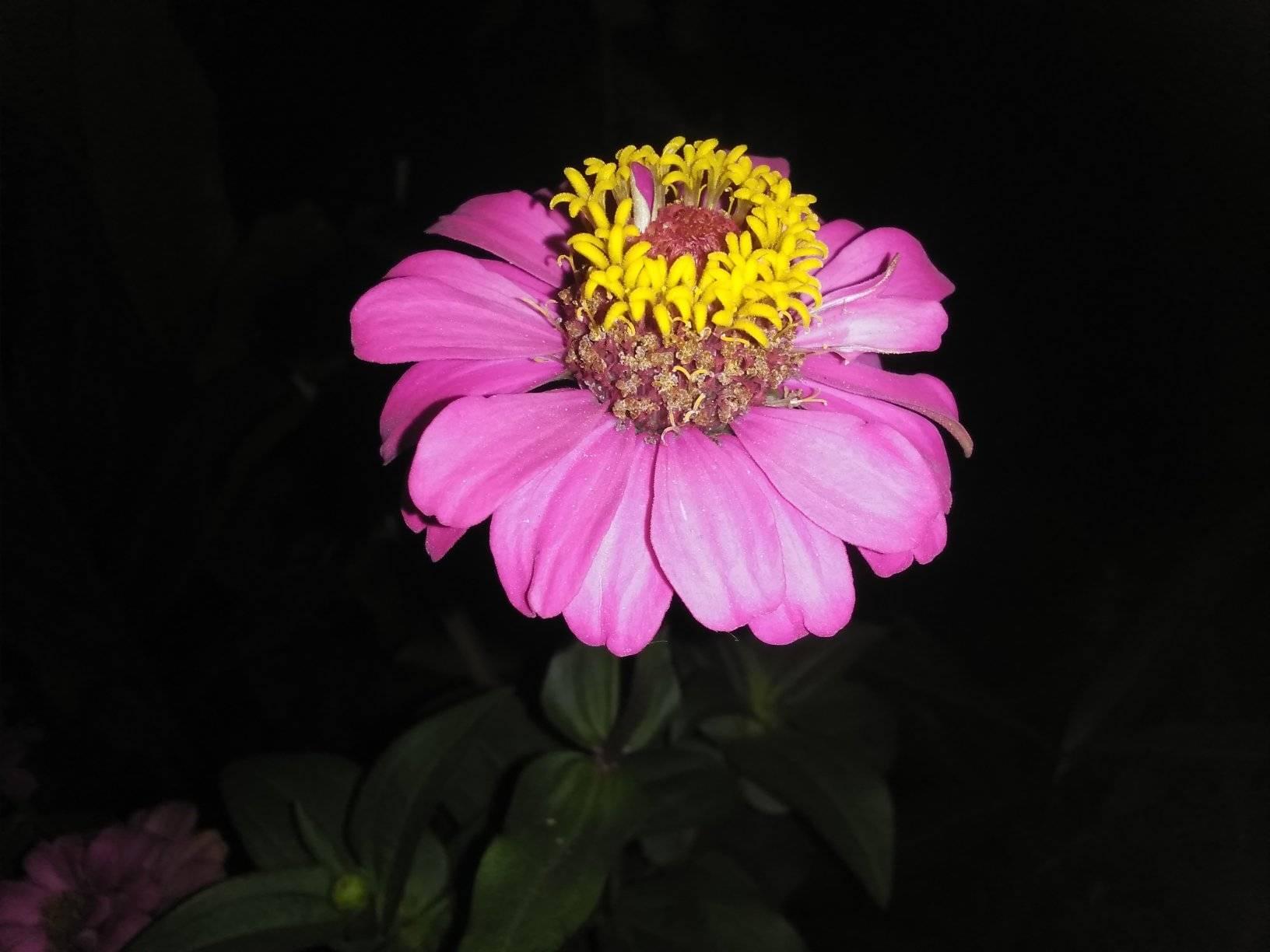 Sofiq Classic
