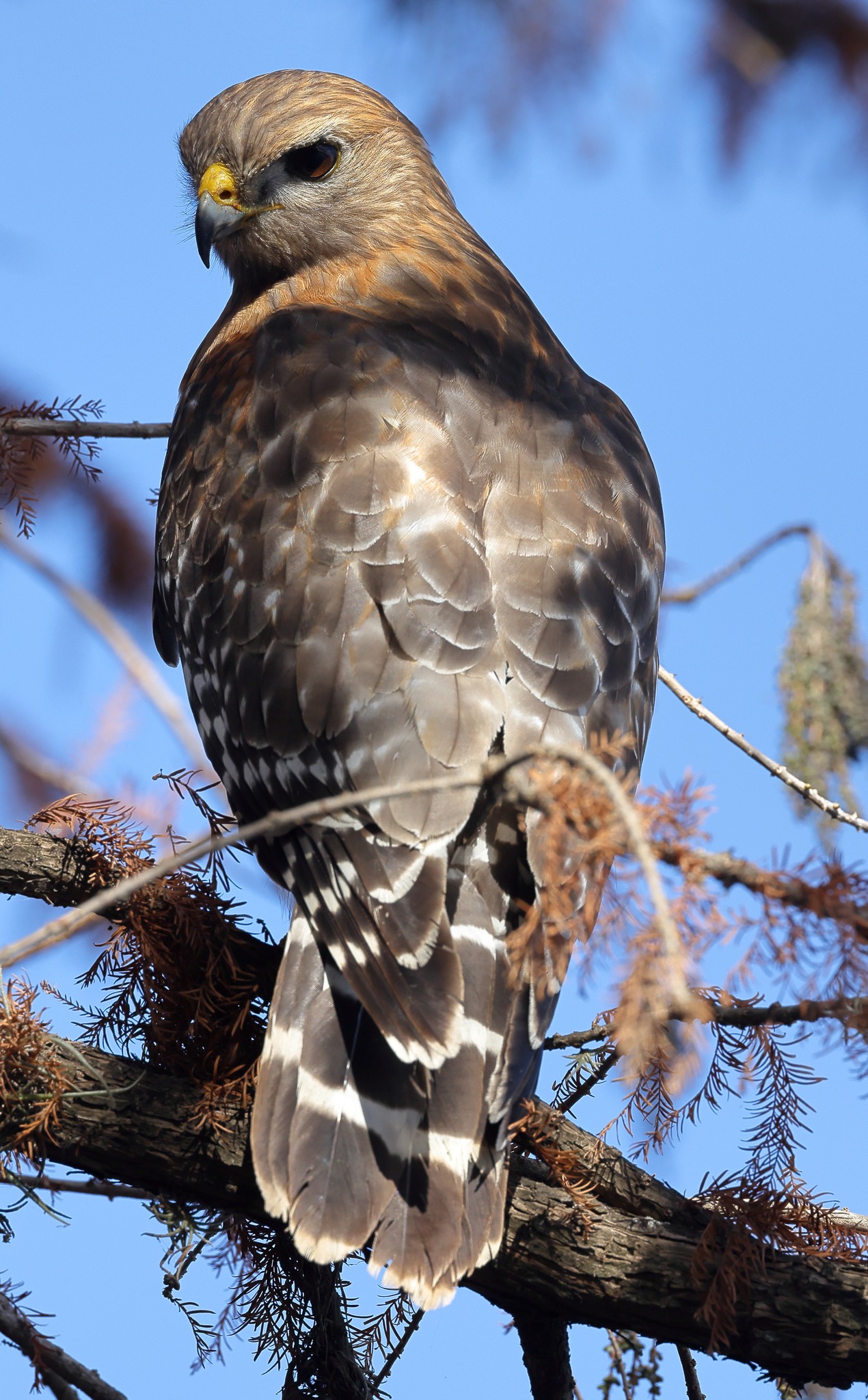 The Birds and Critters of Landa Park | Red-shouldered Hawk - same hawk ...