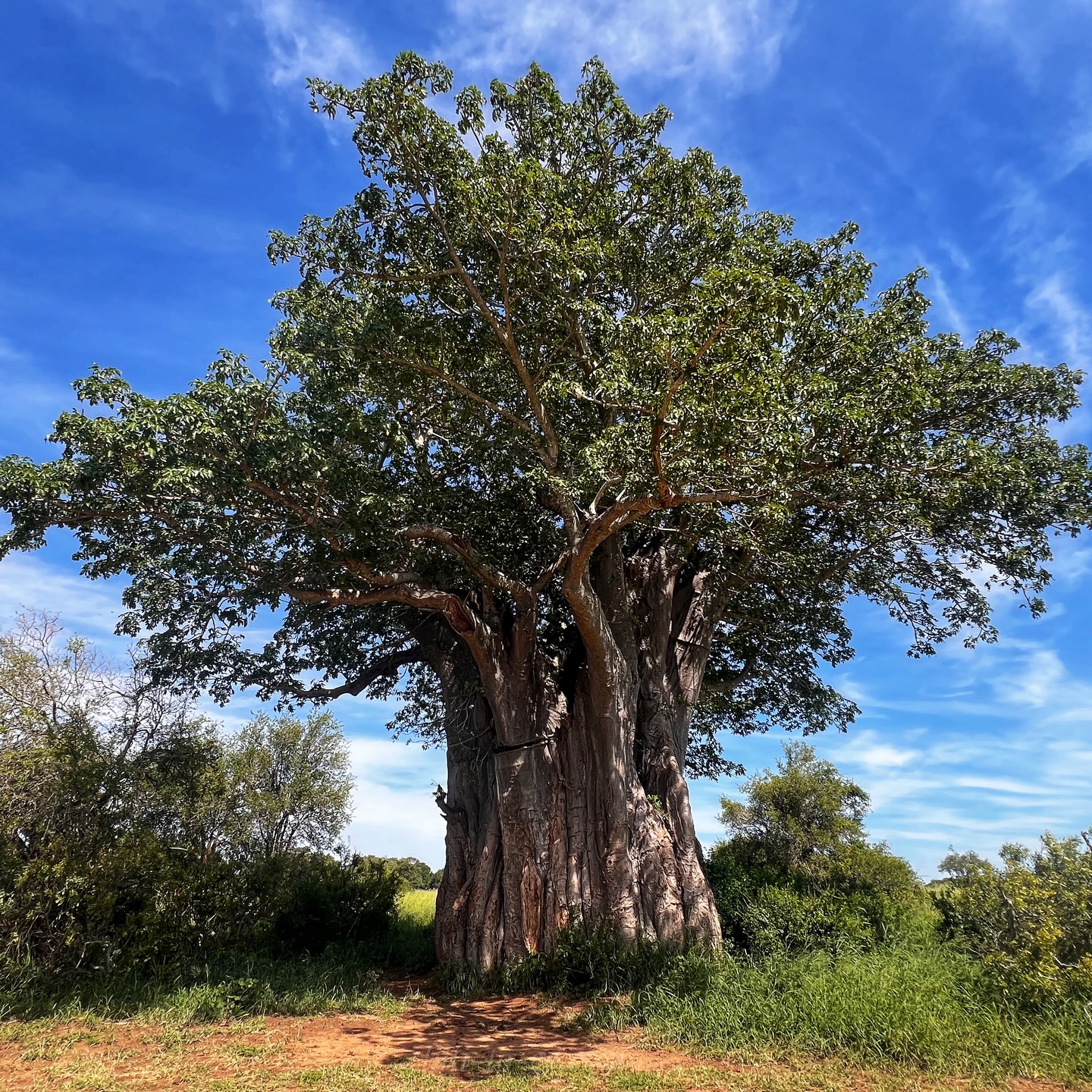 Lilli - 1555 days solo overland #ontheroad in Africa 🌍 - Happy New Year ...
