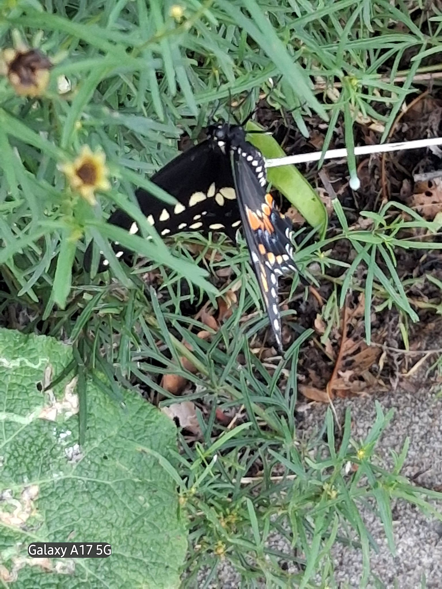 アイドル [MINYYUNY] Flower Butterfly Black/Brown Which big black beautiful butterfly is this? Im in northeast, KS.