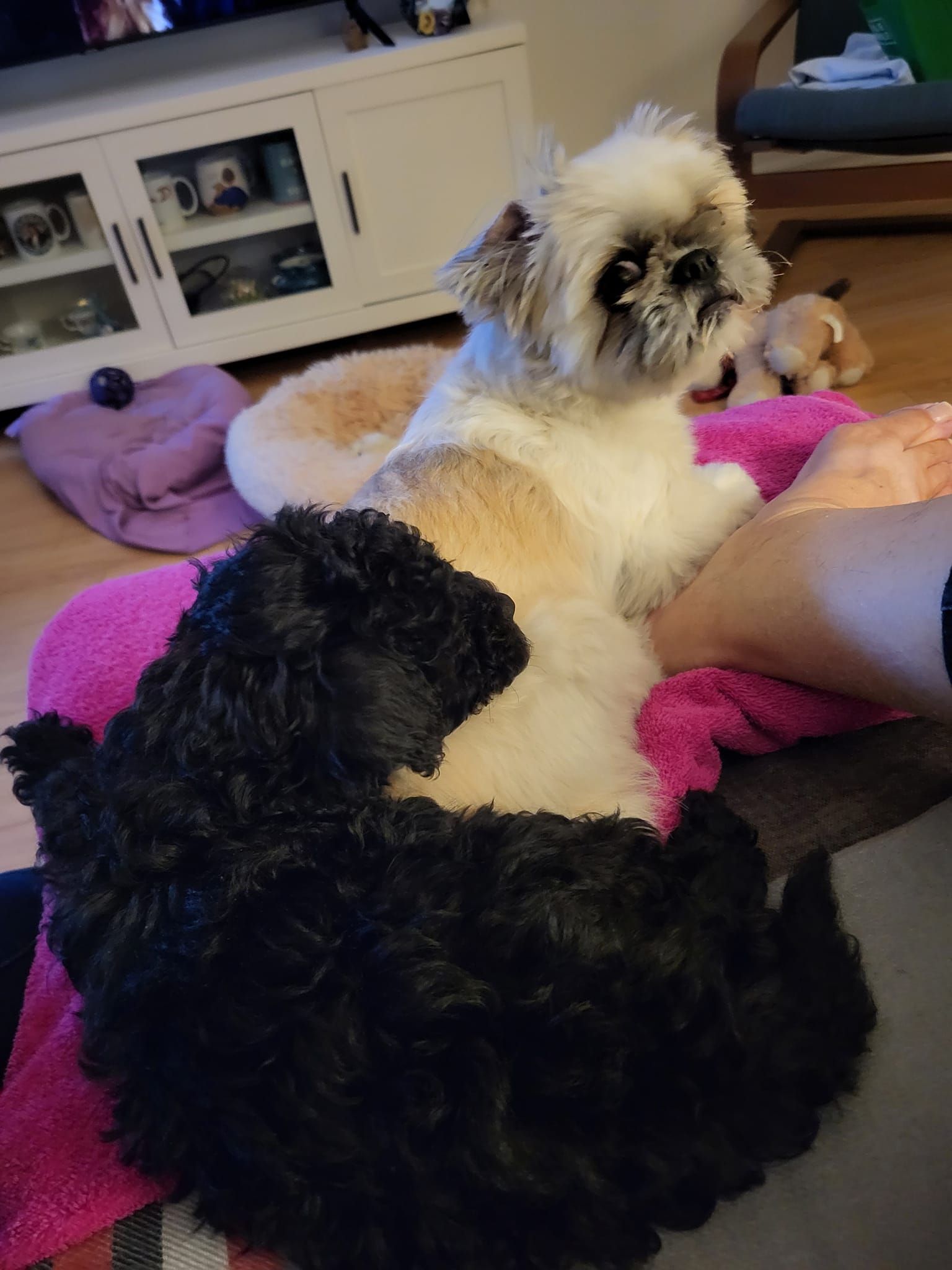 ??Misha & Puff ?? 2/3