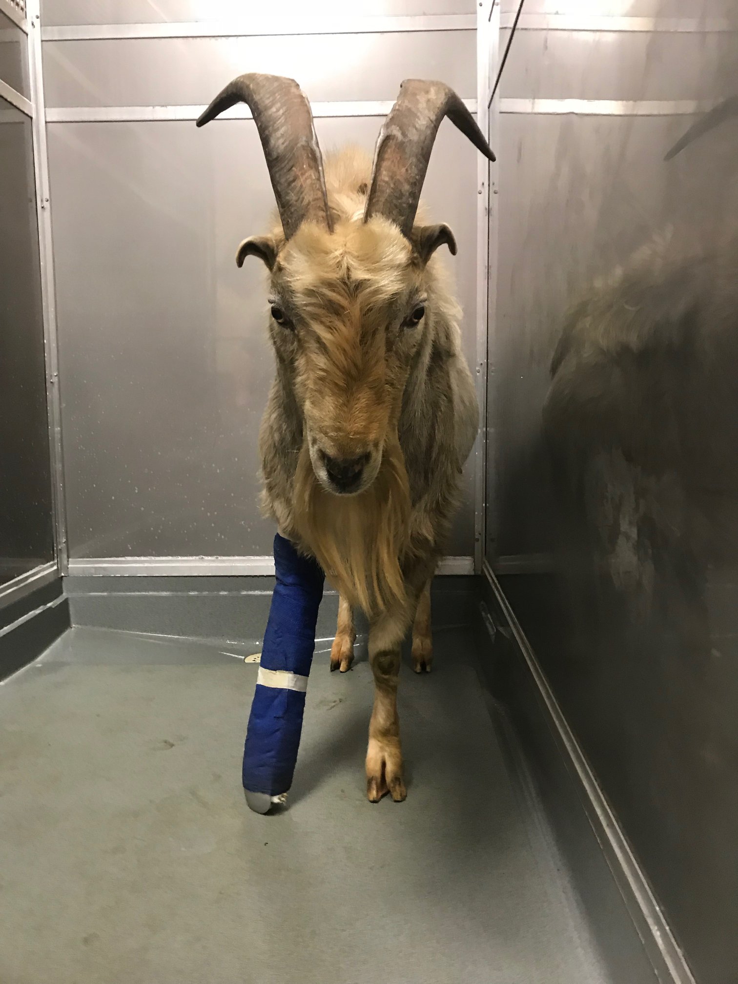Remembering Houdini the I-65 goat in Hardin County