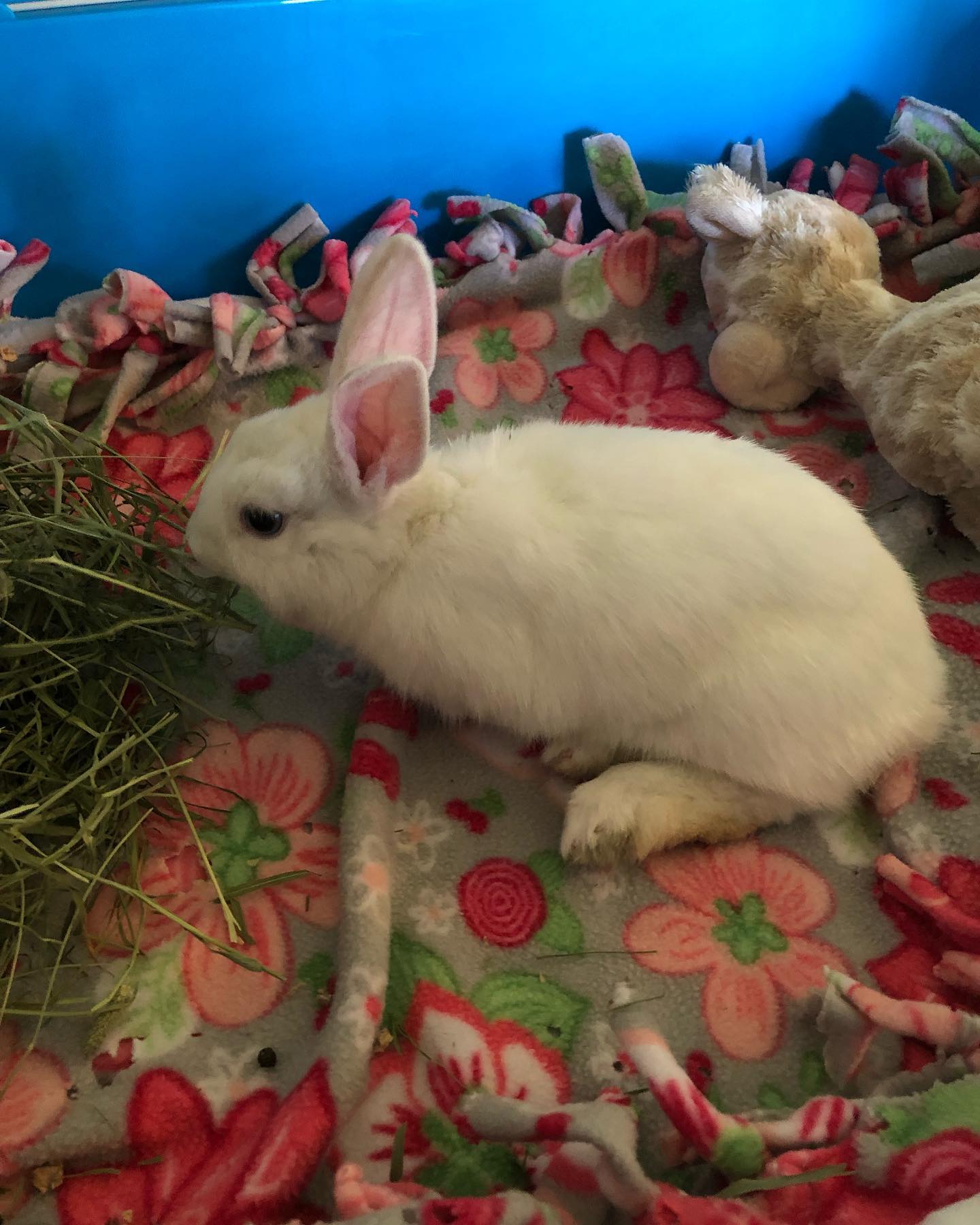 Today, we rescued baby Layla... - Friends of Unwanted Rabbits