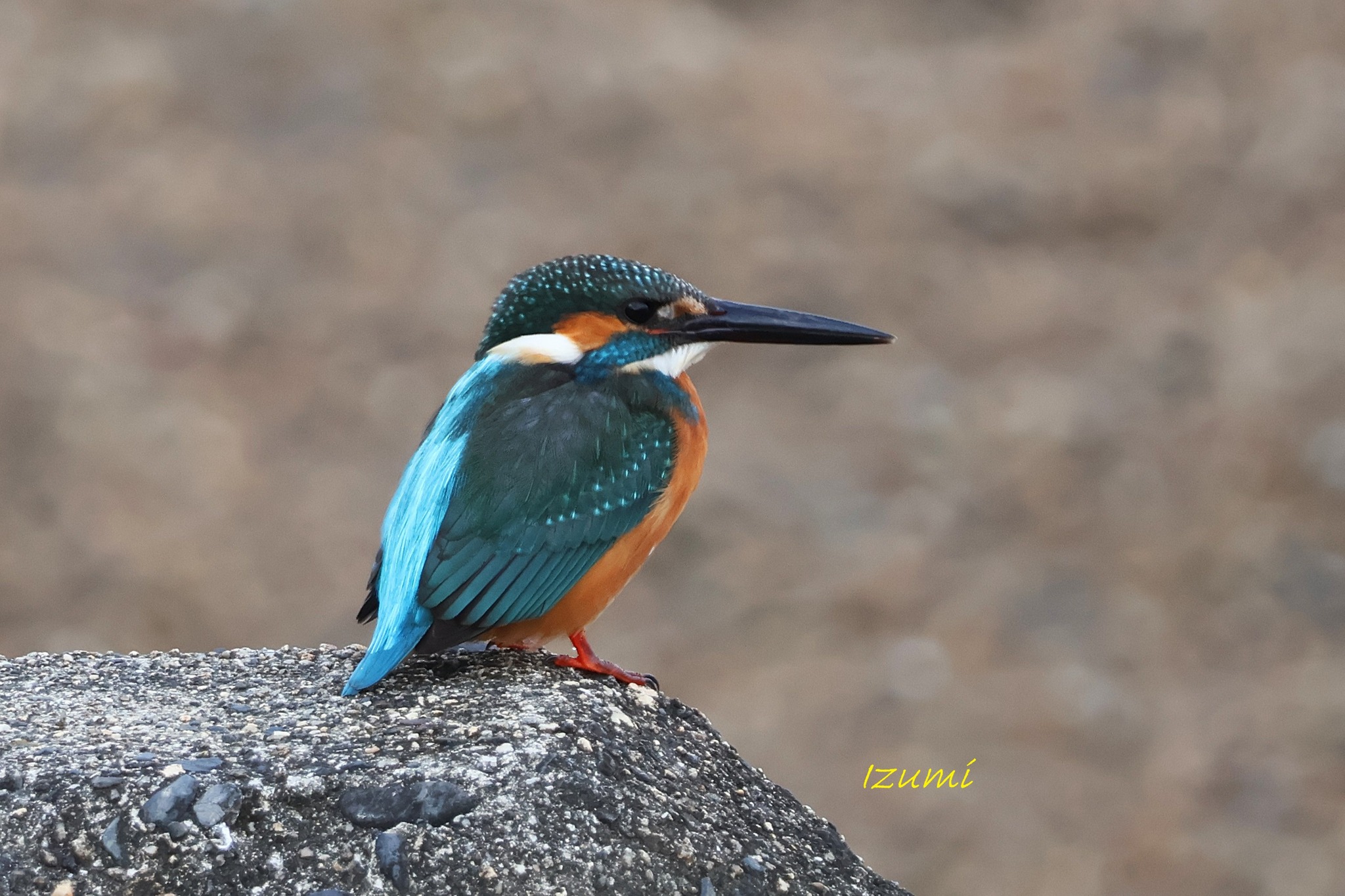 カワセミ（若オス】 明けましておめでとうございます。2026年の野鳥