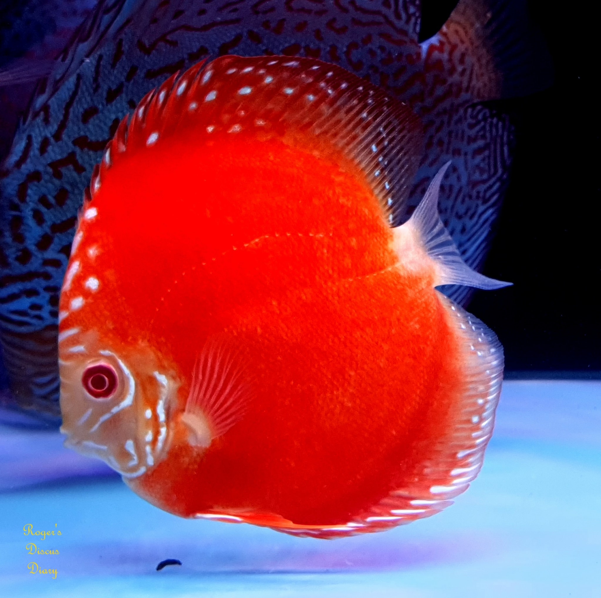 Geelong Discus - Nice Albino Rafflesia....definately first... | Facebook