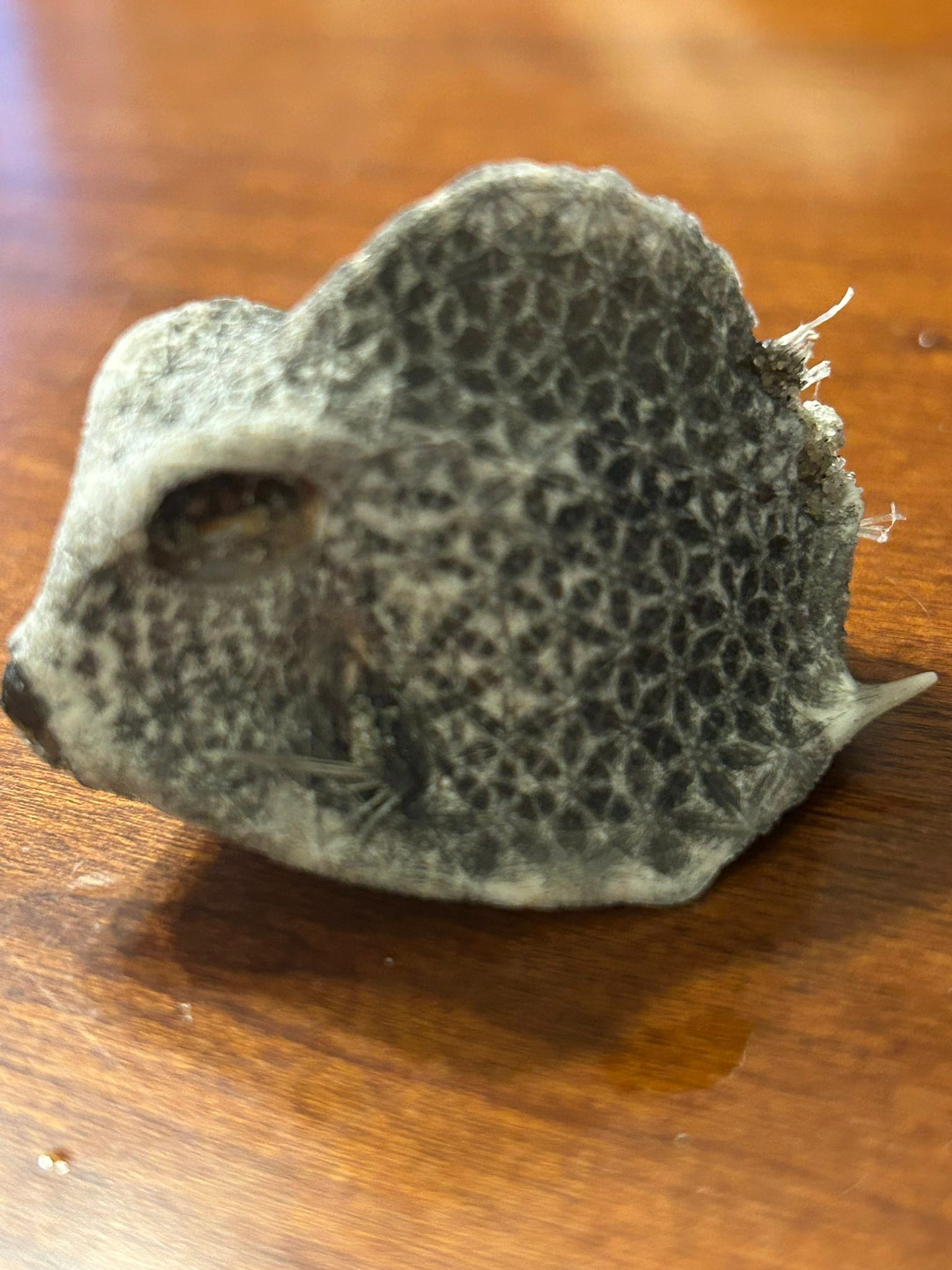 baby box puffer fish Yellow Boxfish Sterling Silver Rhodium Plated 3d