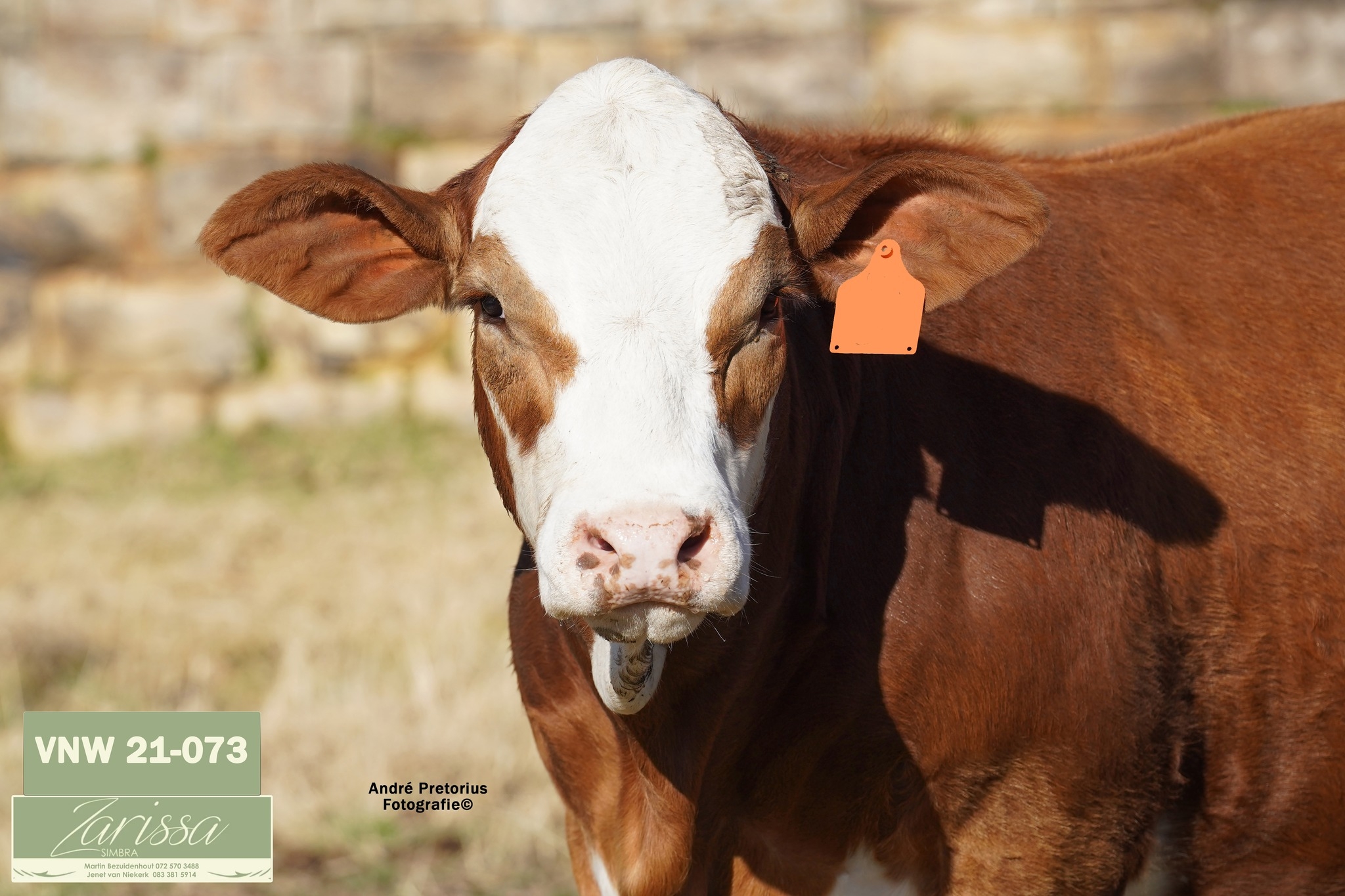 Simbra Cattle Southern Africa | 🐂 Why Choosing the Right Bull Matters ...