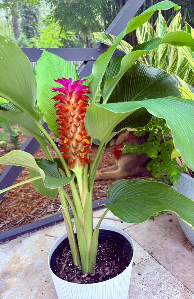 Discovering orange torch ginger at Lowe's