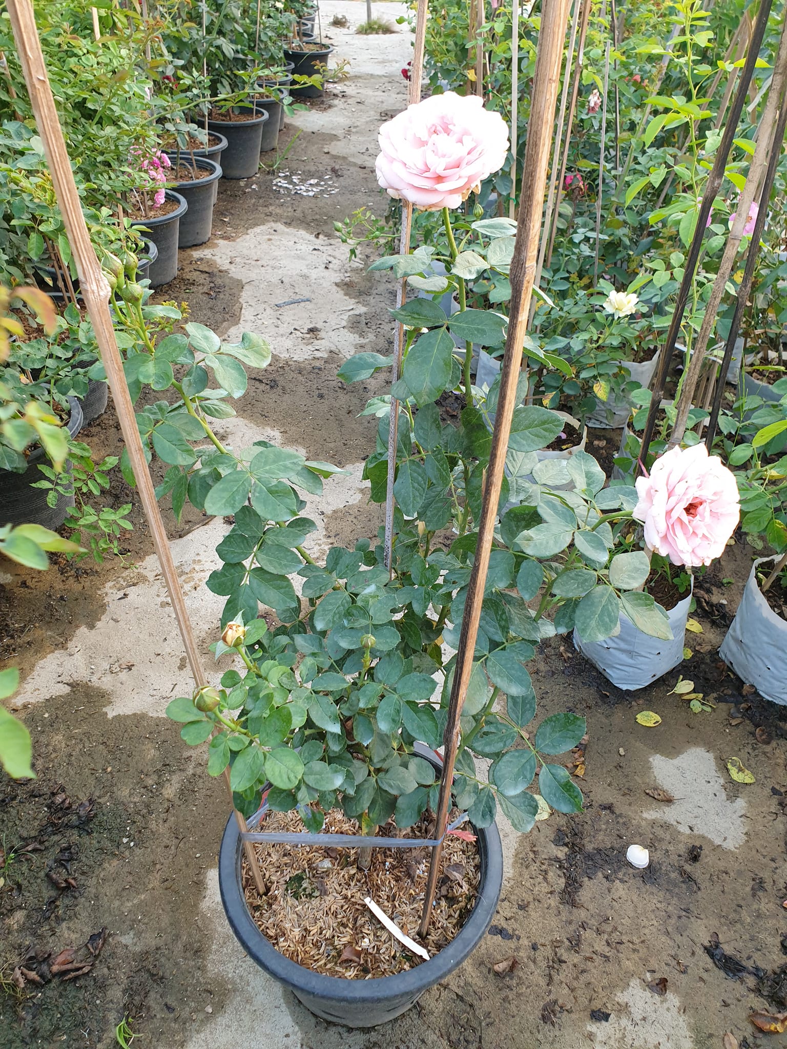 #ขายแล้ว voyage... - Dreaming Roses' Garden by K. Tu
