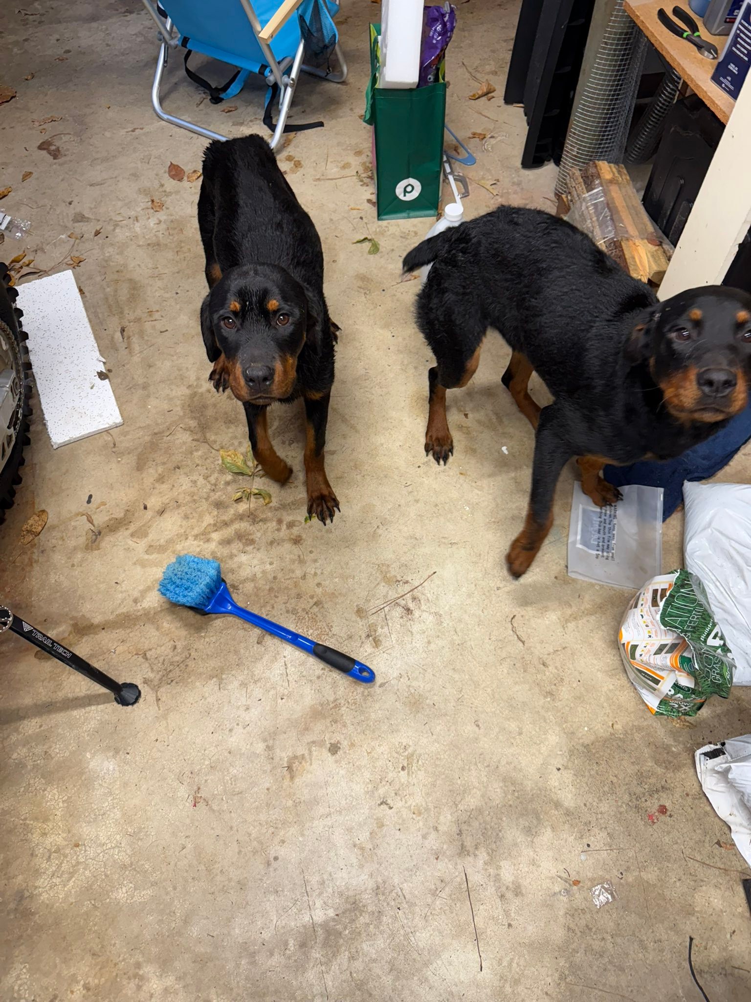 Lab Rottweiler mix puppies need rescue near Danville, AL
