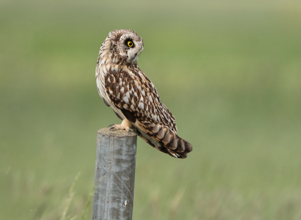 Arné Roest Natuurfotografie... - Arné Roest Natuurfotografie