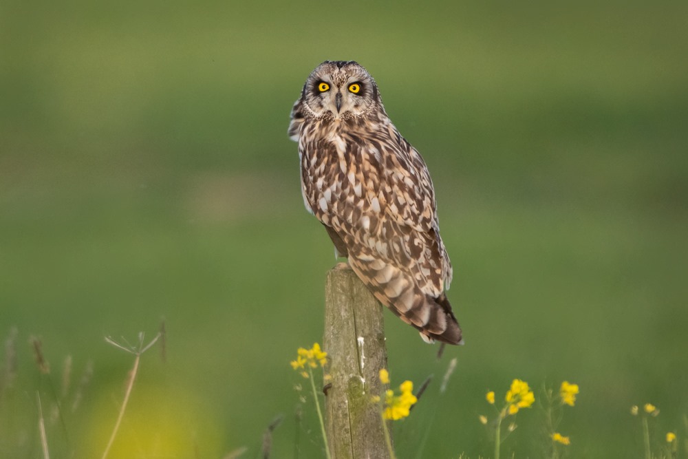 Arné Roest Natuurfotografie... - Arné Roest Natuurfotografie