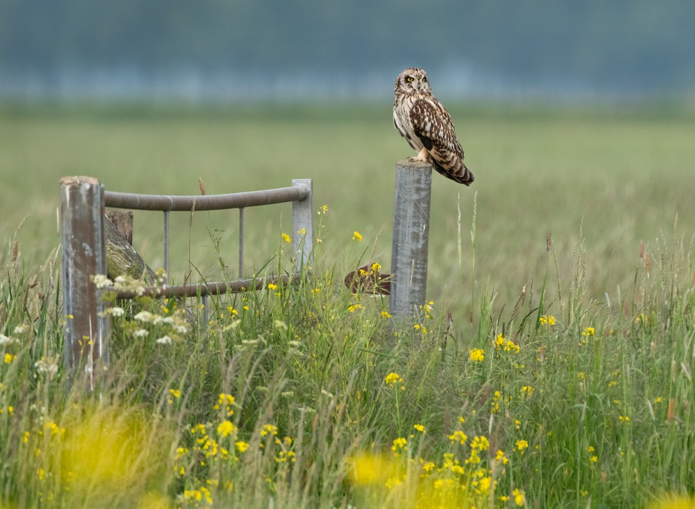 Arné Roest Natuurfotografie... - Arné Roest Natuurfotografie