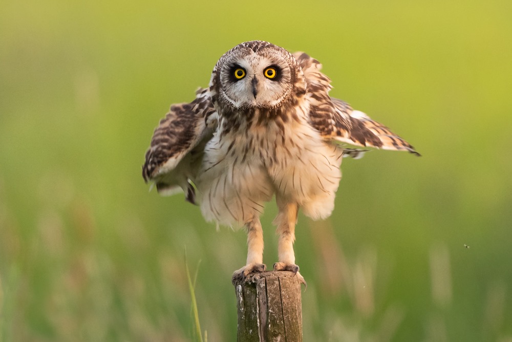 Arné Roest Natuurfotografie