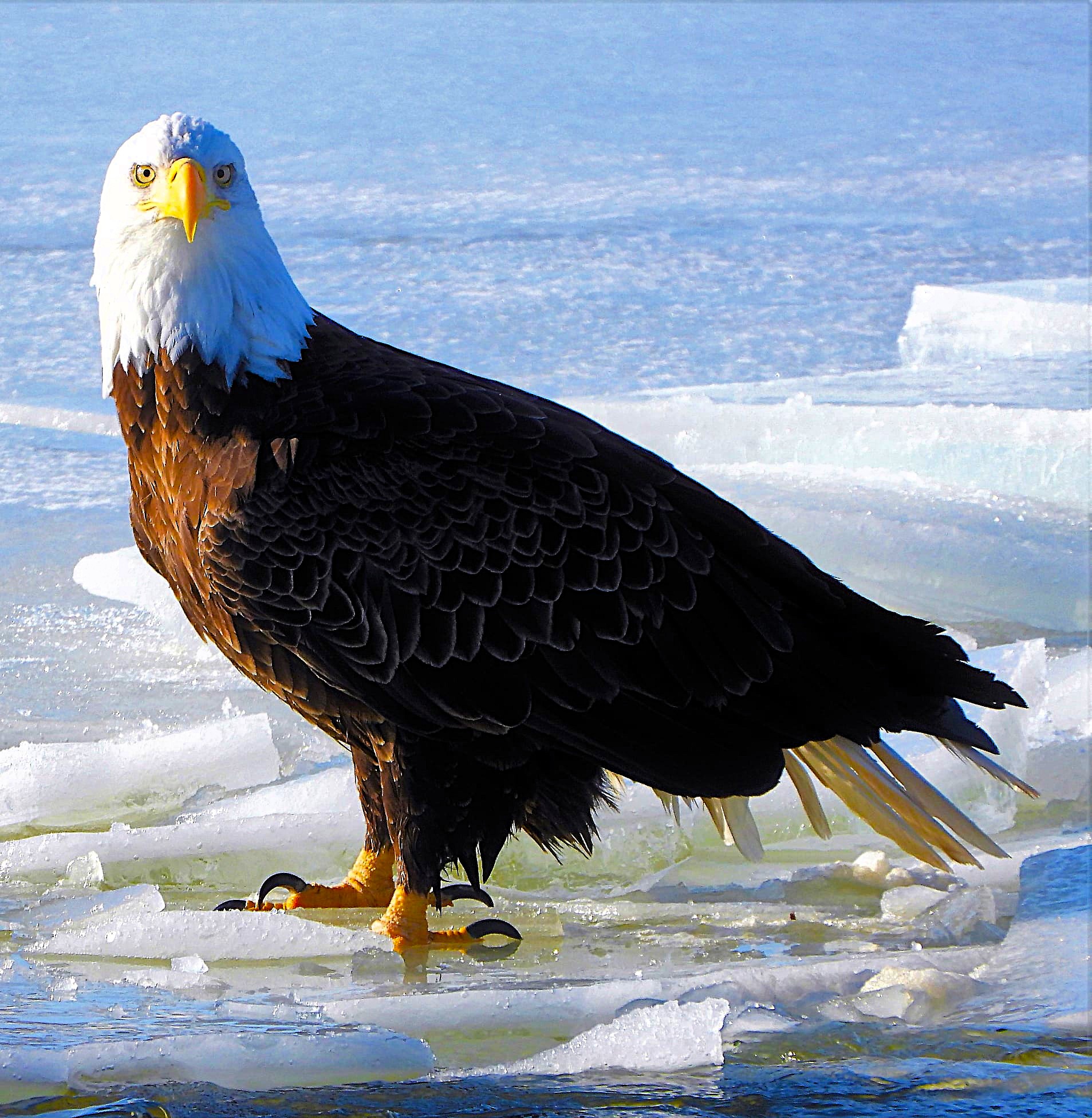 2-6-26 Gorham. Bald Eagle. Gorham Kansas