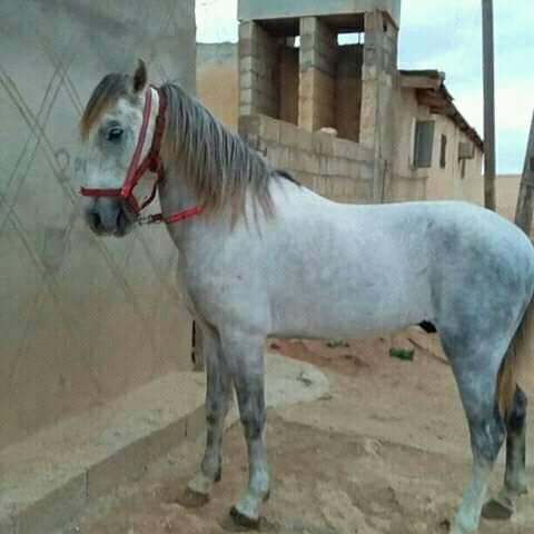 حصان للبيع هاتف 0913904802 سوق الخيول فى ليبيا Facebook