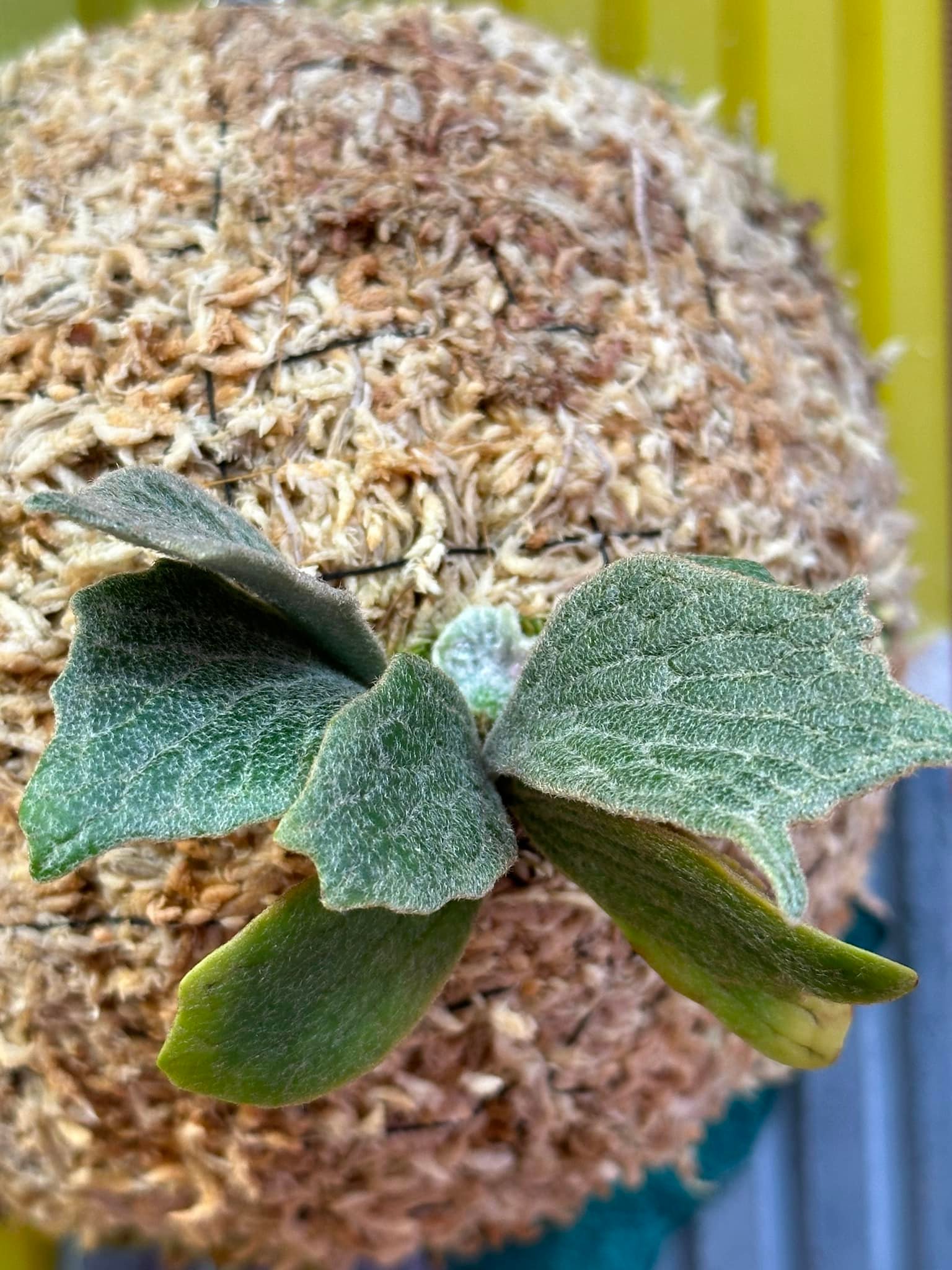 ✨p.Willinckii cv.watchara spore special✨ 寶石甲蟲/魚骨識別度超高 