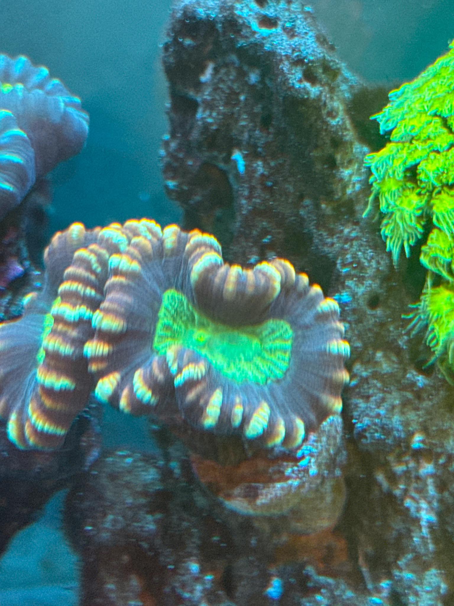 Reef Rookies with Logan | Help it’s my candy cane just splitting or it ...