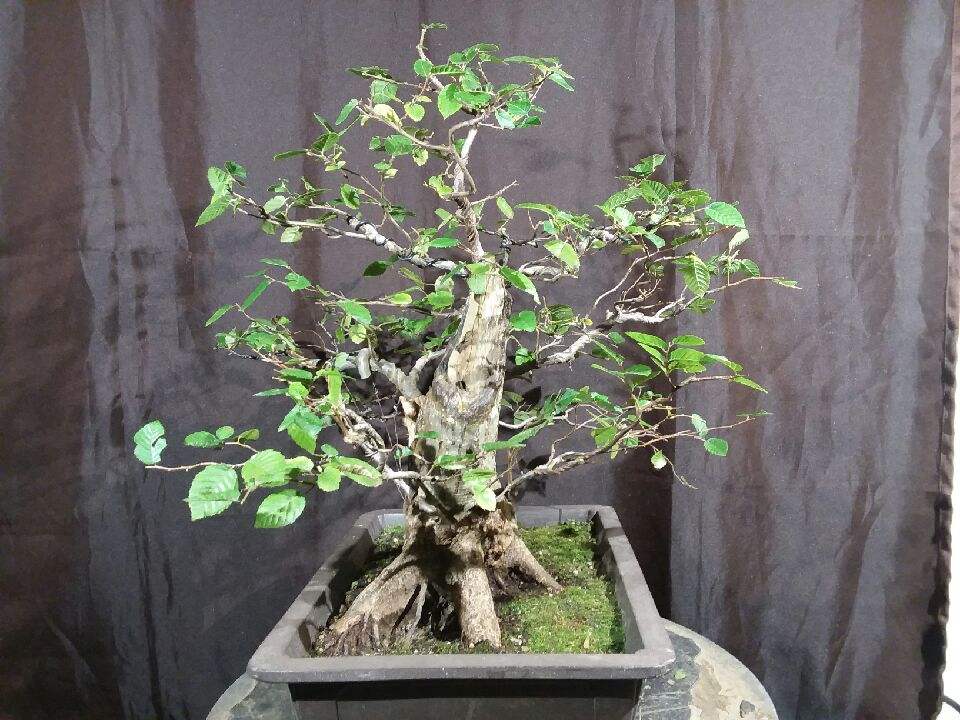 Quattlebaum Bonsai Nursery | Heber Springs AR
