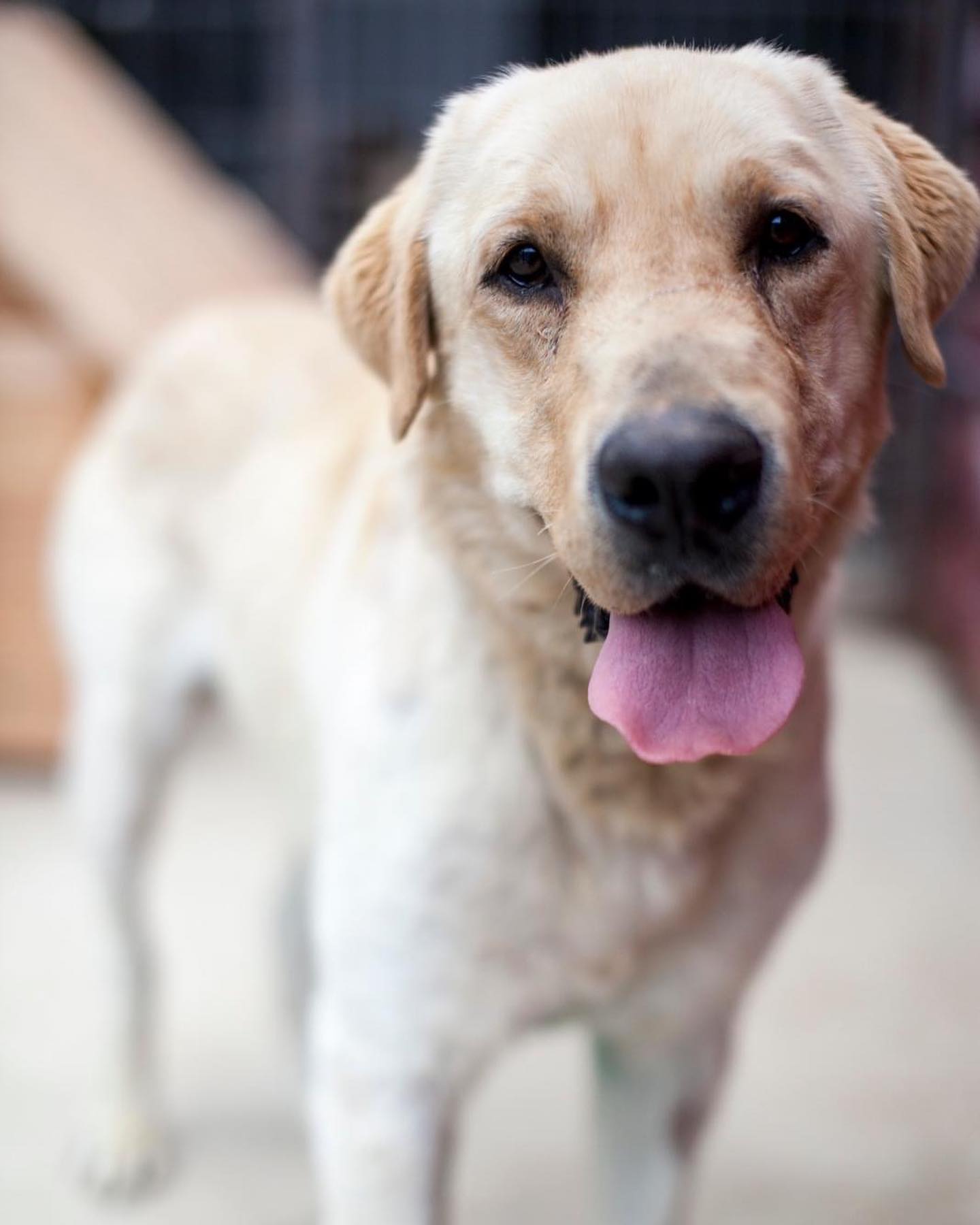 CALLING ALL LABRADOR LOVERS! MEET... - The Pack Project