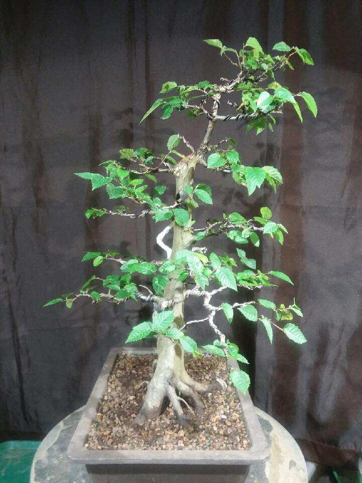 Quattlebaum Bonsai Nursery | Heber Springs AR