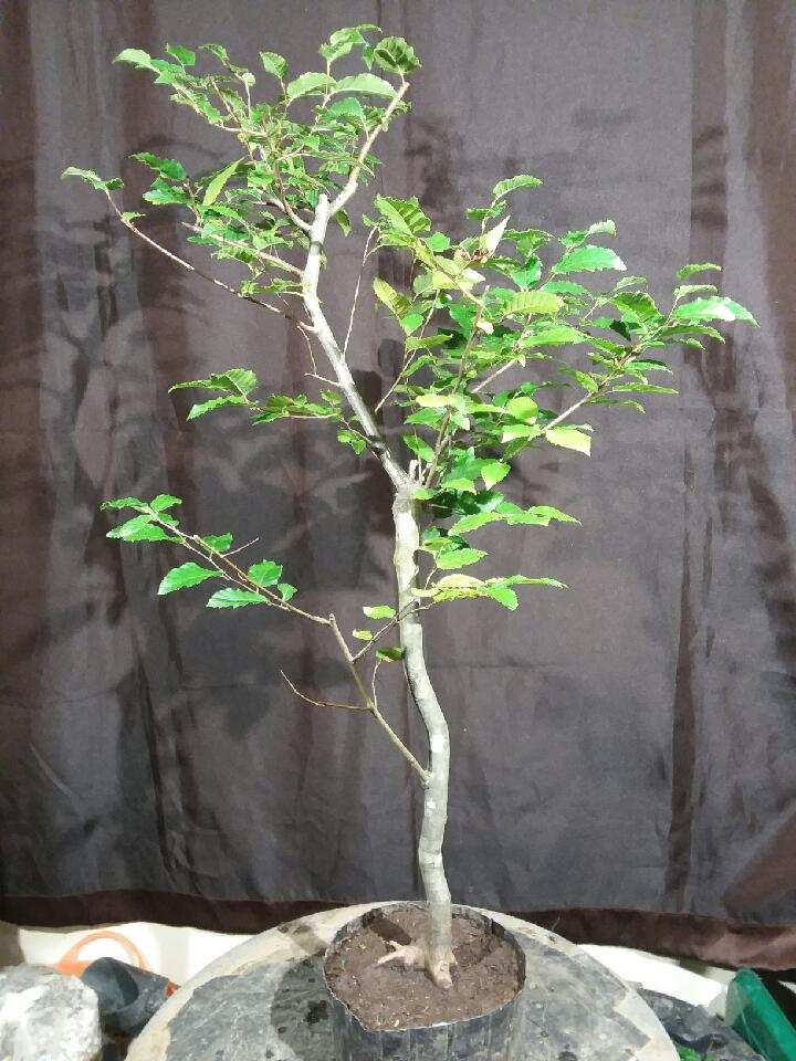 Quattlebaum Bonsai Nursery | Heber Springs AR