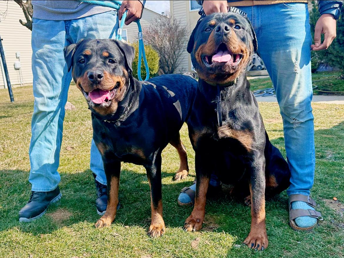 Ross Kennels Rottweilers | Indianapolis IN
