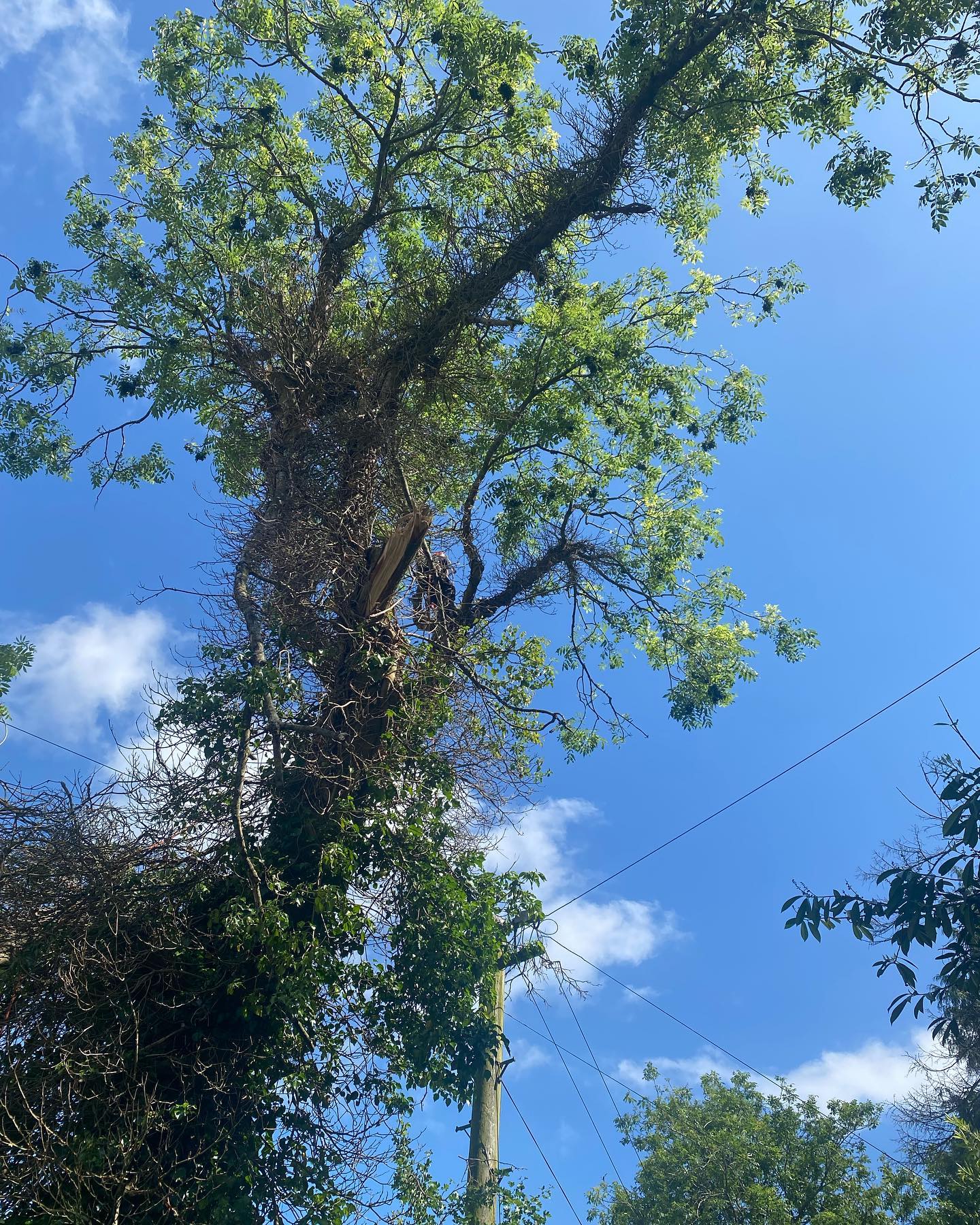 Ash tree fell over telephone wires... - Capel tree surgeons | Facebook