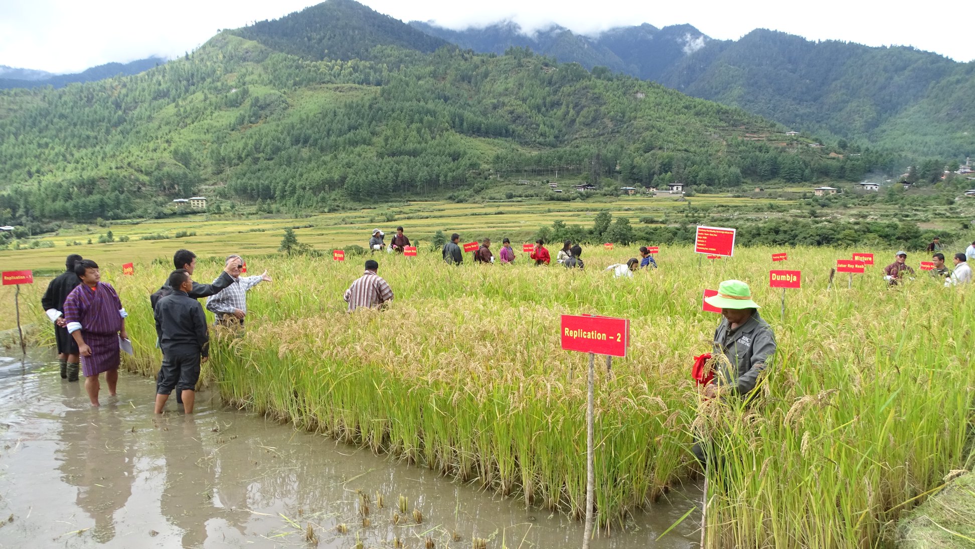 Ministry of Agriculture and Livestock, Royal Government of Bhutan - The ...