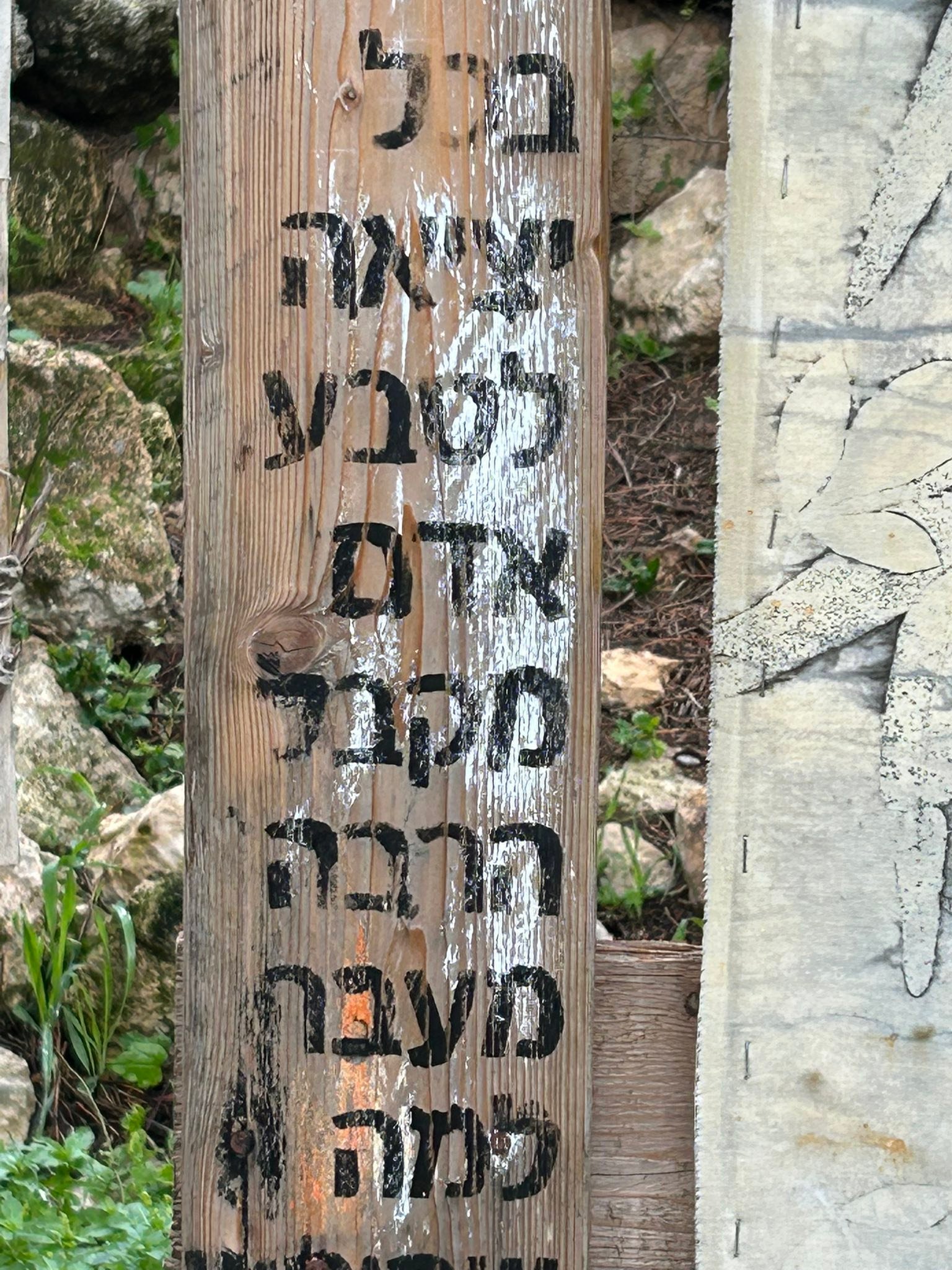 נוגה טמיר