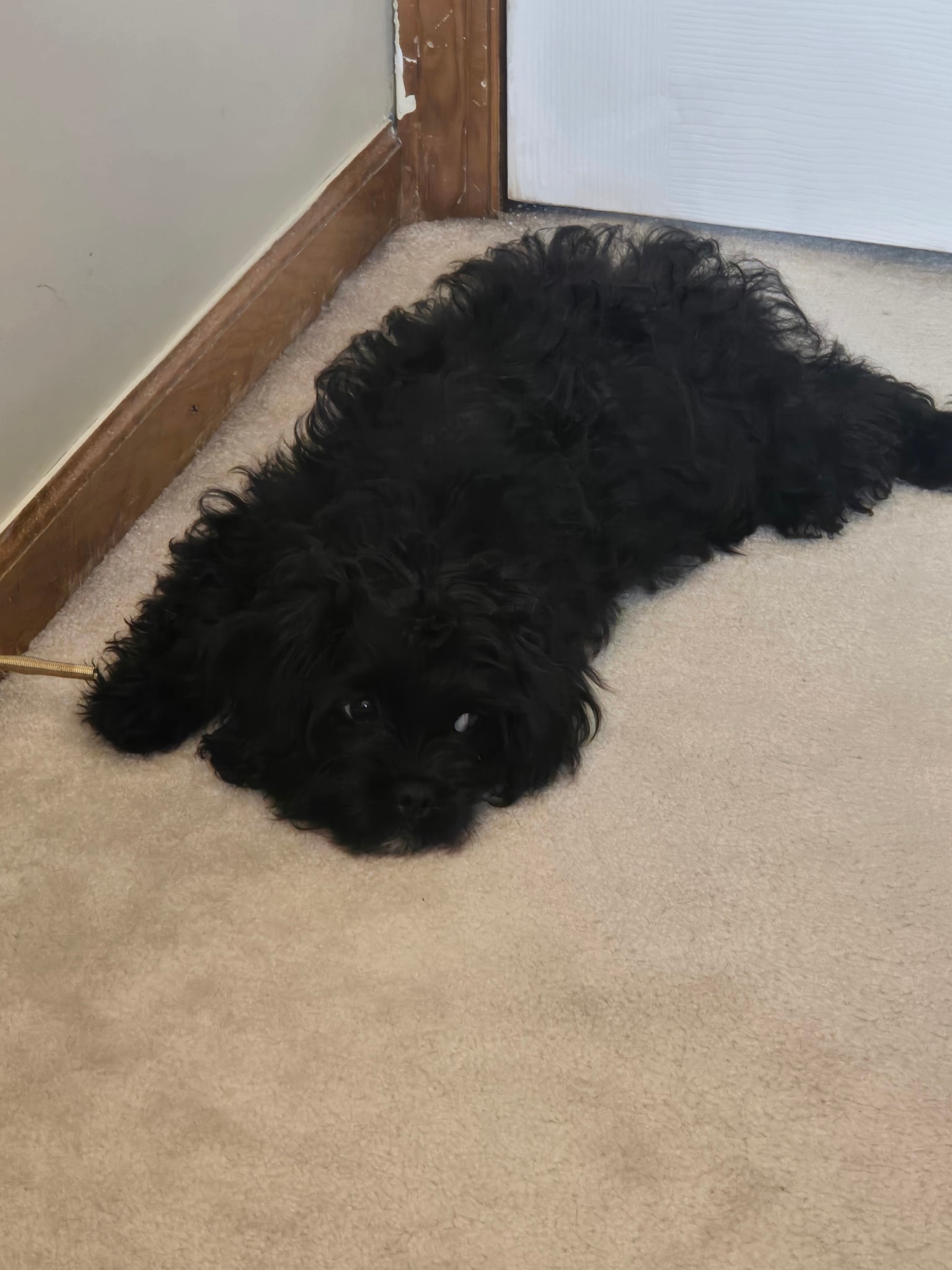 Cockapoo Owners | Hi, looking for advice please | Facebook