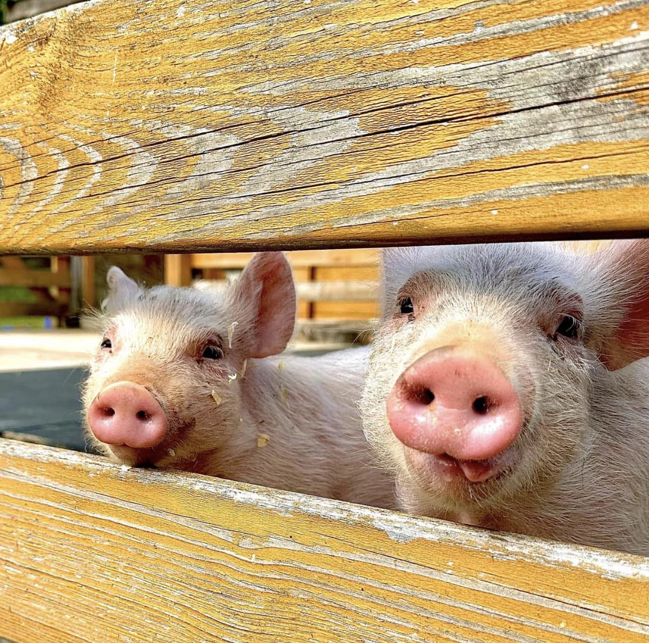 World Pig Week - 📸 from Rosies Farm Sanctuary x 🐽 | Facebook