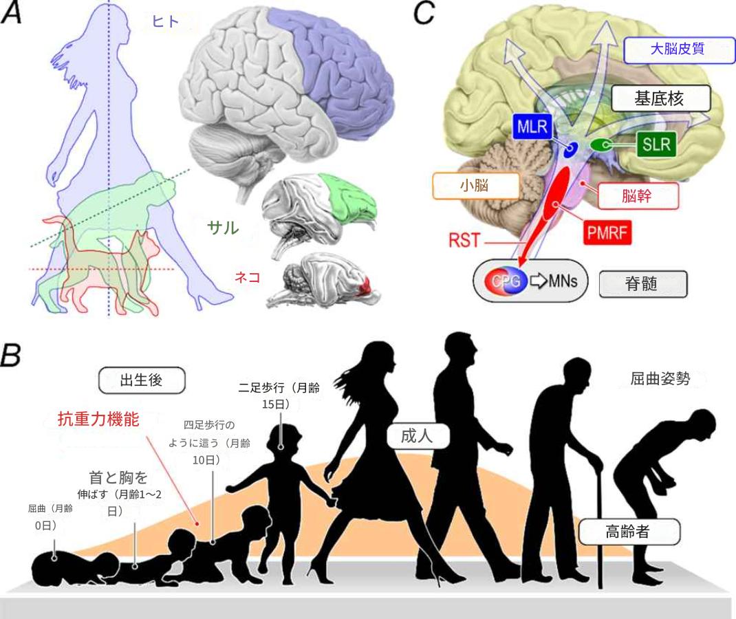 Junshi - 【単一の「正しい姿勢」は存在しない 姿勢矯正がうまくいかない理由 皮質―脳幹―脊髄ネットワークが支える人間の直立二足歩行 ...