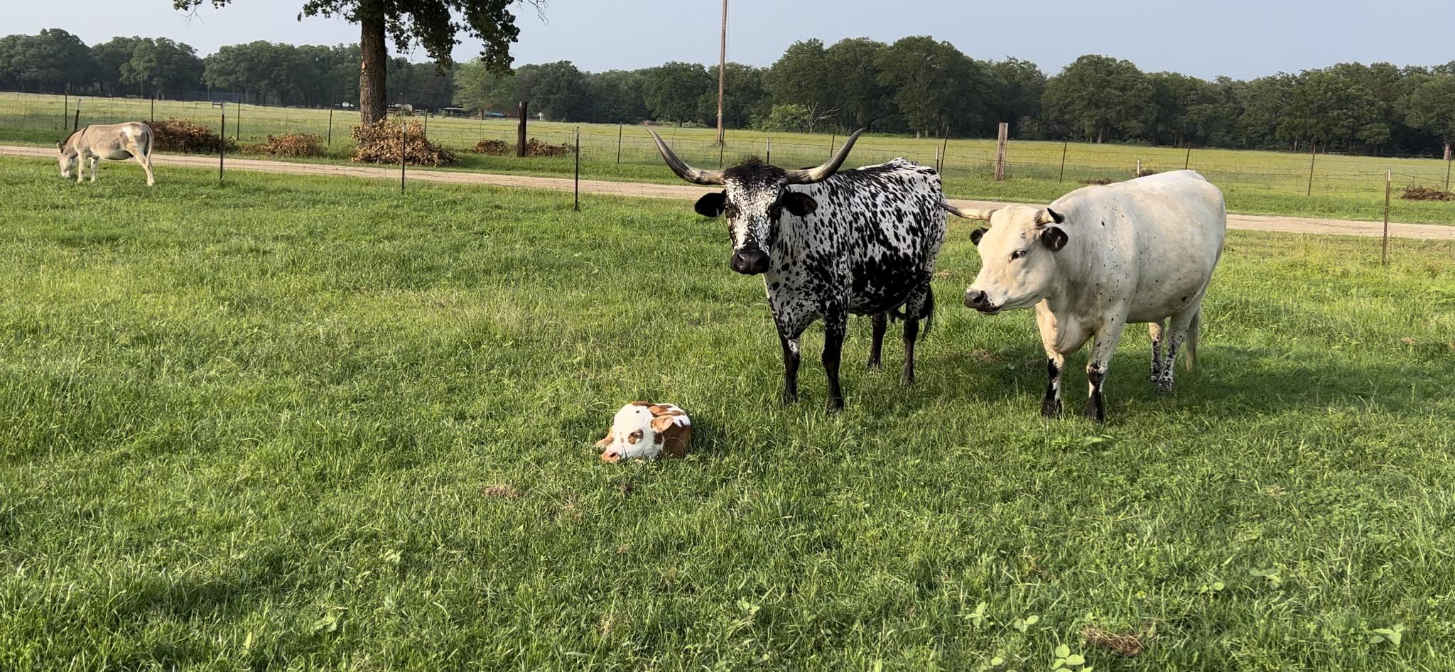 Four D Ranch